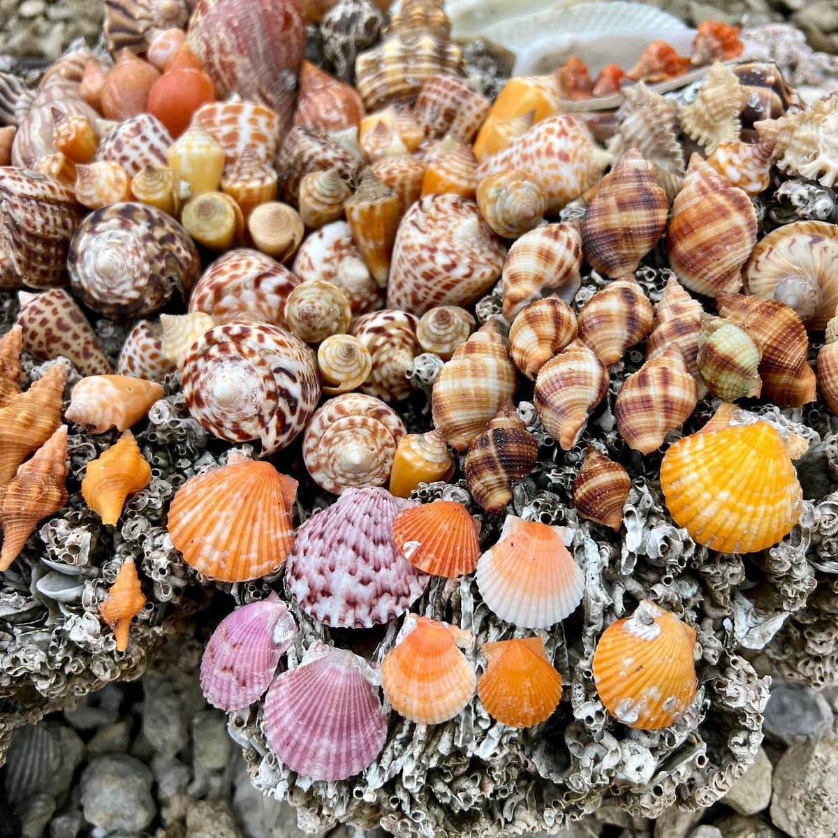 MattDevittWX's tweet photo. WOW! Check out all the amazing shells up and down the Southwest Florida coast after Hurricane #Idalia. Be on the lookout this holiday weekend! 🏝️🐚 @WINKNews https://t.co/Q34nqyZ2R9