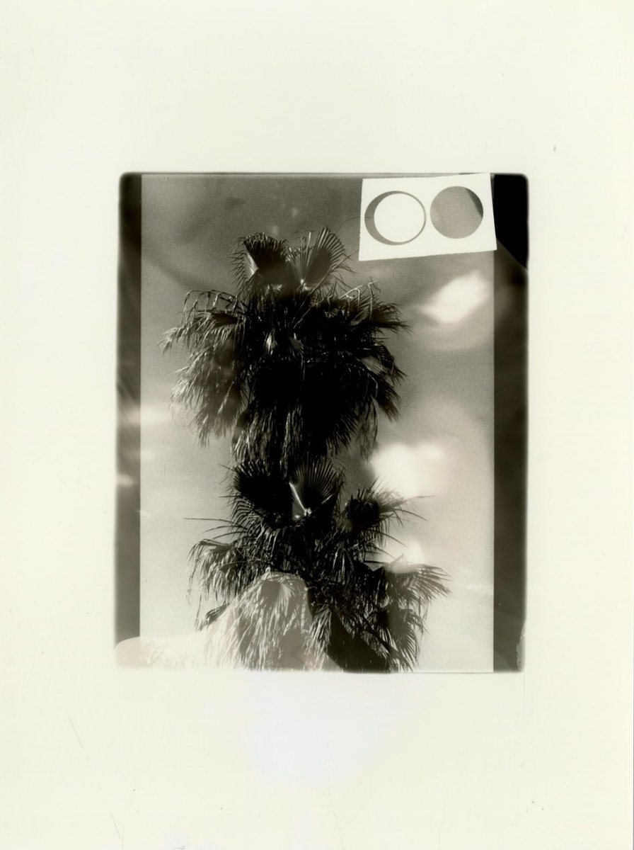 Harper Slone tweet media