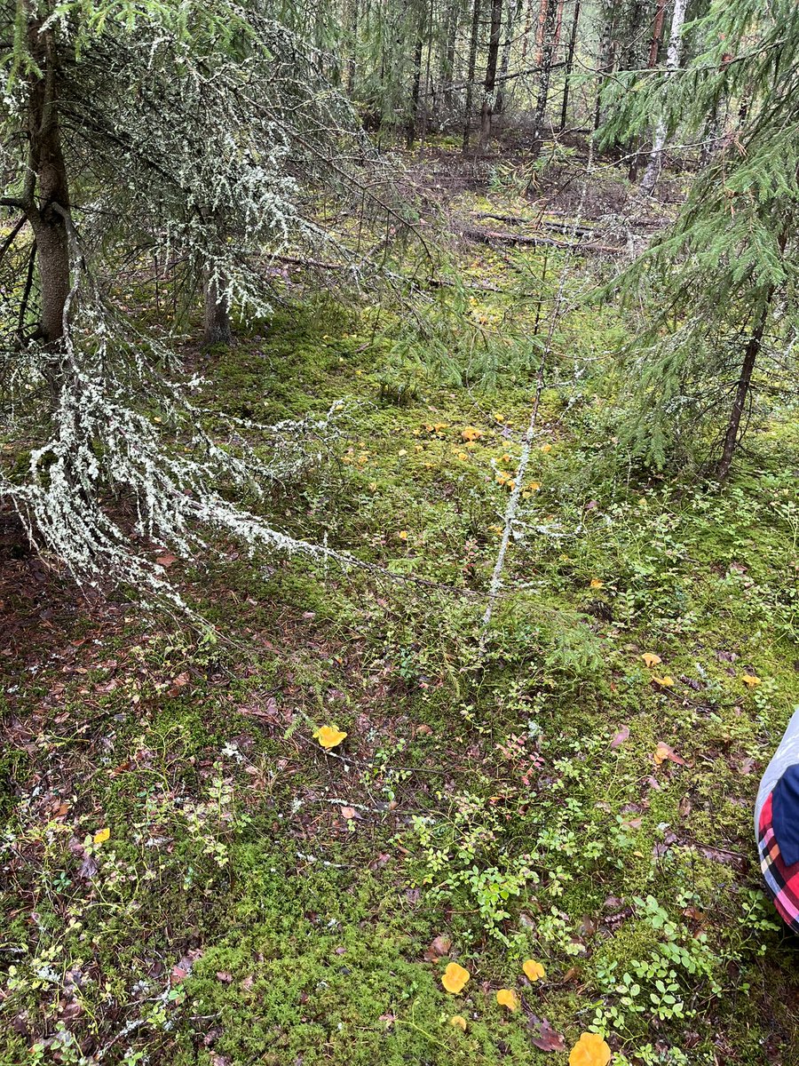 pullisveikko's tweet photo. Kuvasta ei välttämättä näy mutta tämä on kai nyt niitä sieniapajoita?

#sieni #metsä #suppilo https://t.co/JxM6rmK7Mw