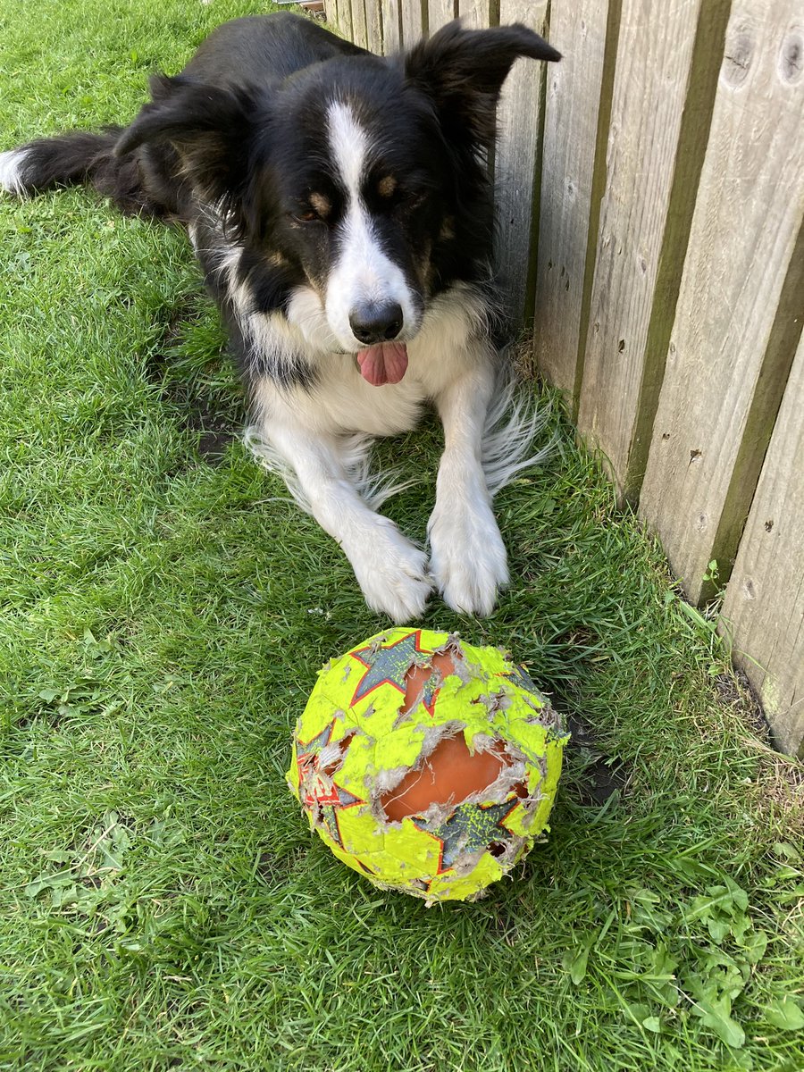 Lizzyloucollie's tweet photo. M says my ball needs throwing out https://t.co/CIXRW8pe3m