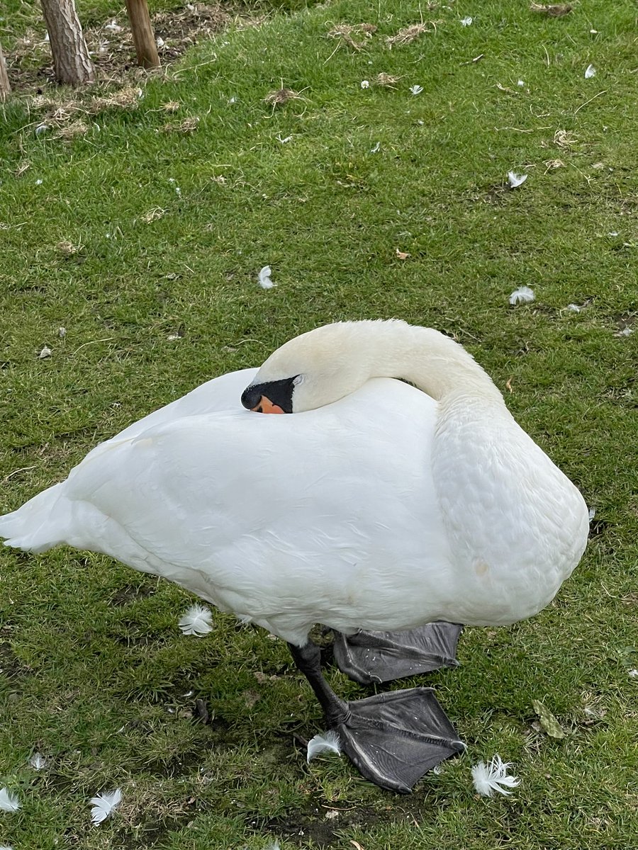 MahmutTor's tweet photo. How to rest your neck #swanstyle https://t.co/MN6k6rl1gg