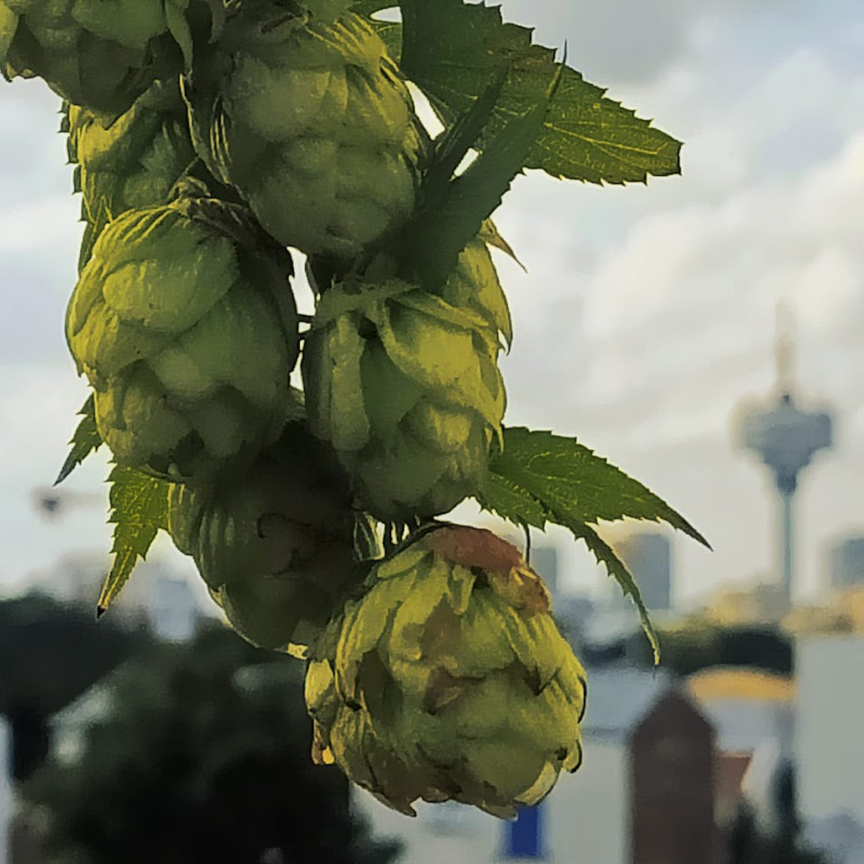 Avis aux #houblonniers amateurs de #Romainville et des villes voisines, pour le brassage de A BASE DE HOP HOP HOP HOP 2023, la seule #bière de #brasserie aux #houblons 100% séquano-dionysiens :
instagram.com/p/Cwu-abYtVG5/
CC <a href="/inssd93/">IN SEINE-SAINT-DENIS</a> <a href="/seinesaintdenis/">Département de Seine-Saint-Denis</a> <a href="/93Romainville/">Ville de Romainville</a> <a href="/leparisien_93/">Le Parisien | 93</a>