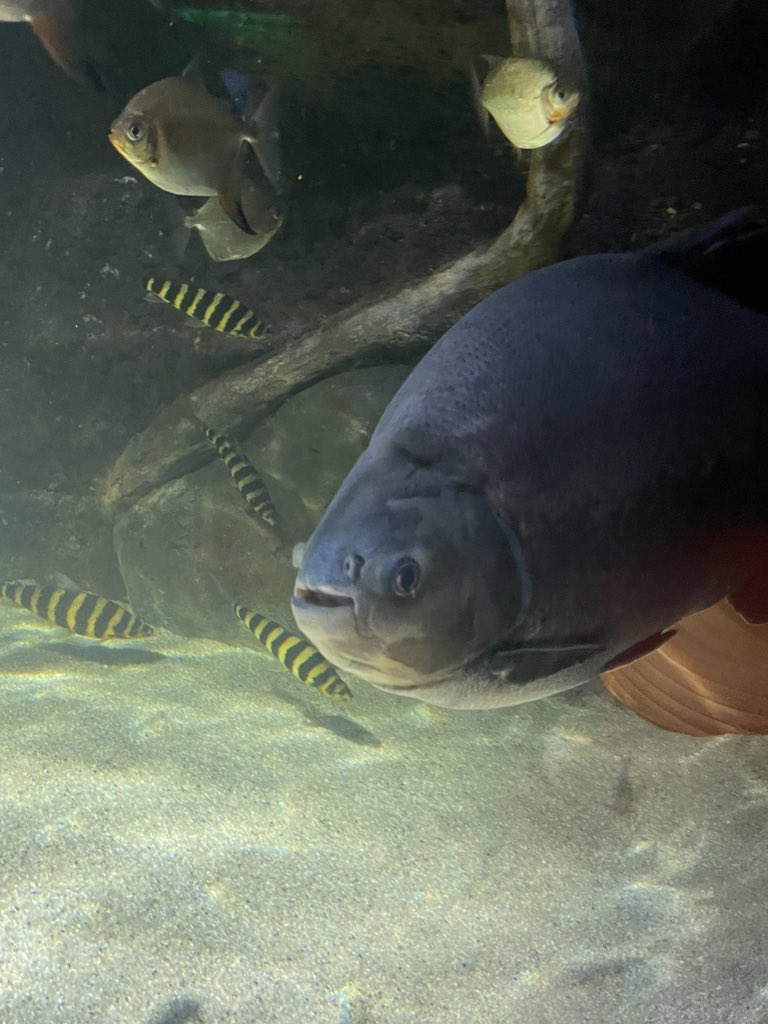 ich wie ich versuche meine depressive Episode mit Kaffee und 5€ Schokolade zu beenden