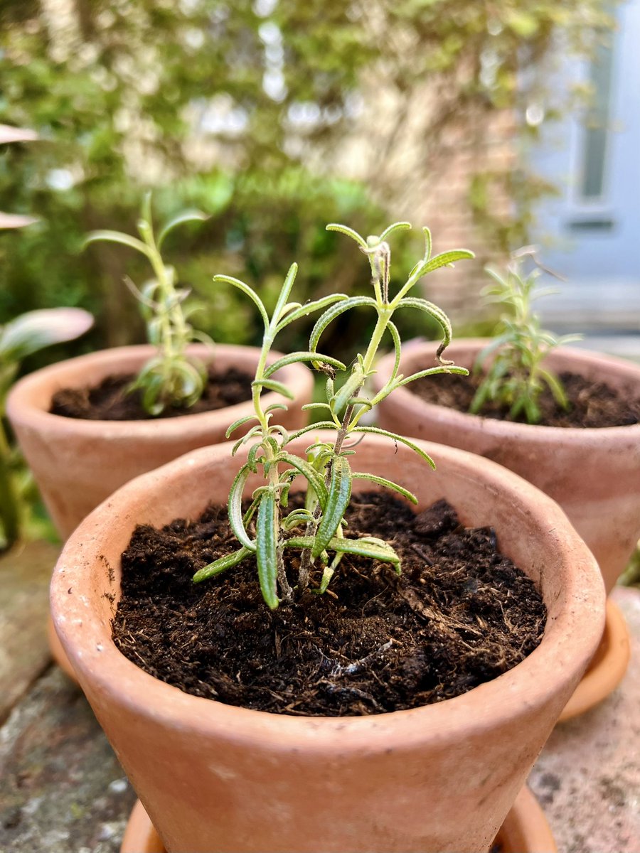 Eight years ago Peter Donaldson, one of the greatest radio voices, died. Two weeks before, we had lunch for the last time: fish and chips and a pint of his beloved <a href="/Adnams/">Adnams Southwold</a>. Walking around his beautiful cottage garden afterwards, he gave me a pot of rosemary, “For remembrance.”