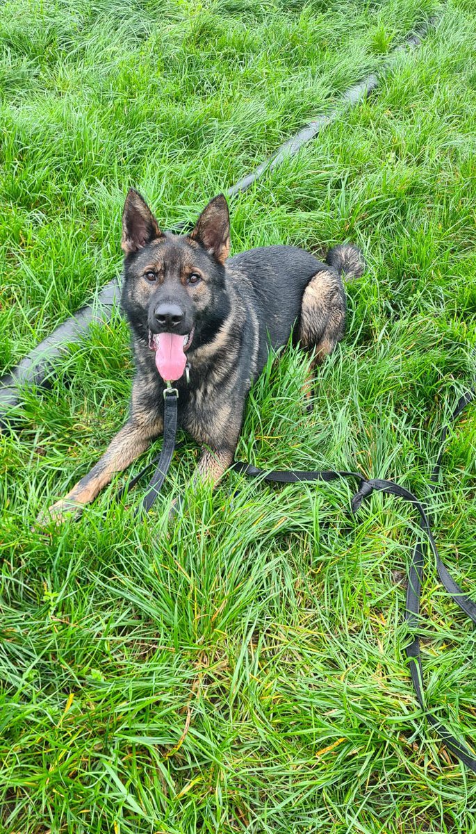 WarksPoliceDogs's tweet image. A male with a head injury walked off from 👮‍♂️ before he had been medically assessed causing concern for his safety.  PD Otto was tasked to track from the last sighting of the male &amp;amp; tracked through a park &amp;amp; several streets before locating the male for 🚑#FoundYou #CrackingTracking