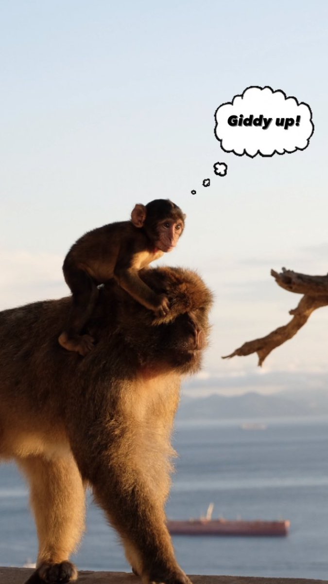 Spent some time with Ape’s Den troop this evening and captured this funny moment … couldn’t resist a caption 🐵 

Thanks to <a href="/GibMacProj/">Gibraltar Macaques Project</a> for sharing the interesting work they are carry out on the rock too!

#barbarymacaques #macaques #phdresearch #gibraltar