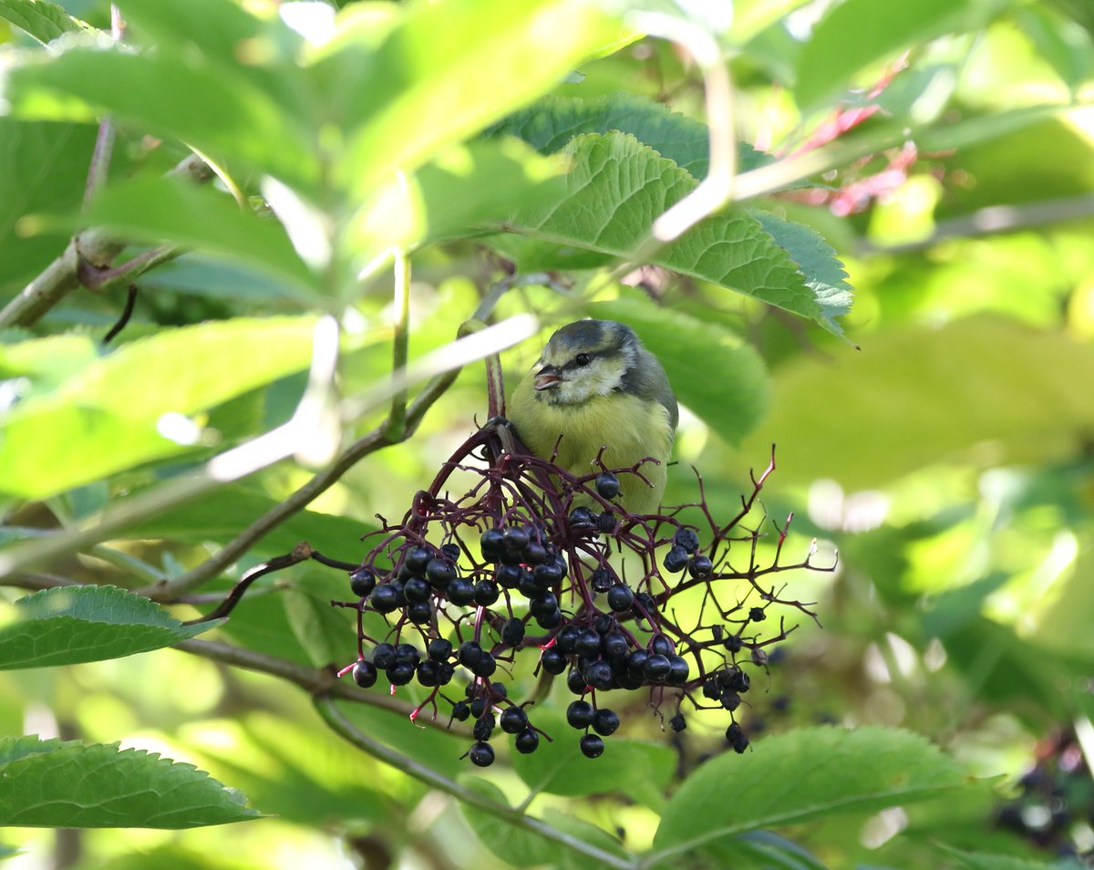 Plenty of Elder berrie's around to fatten the bird's up around the local patch at the moment <a href="/DurhamBirdClub/">Durham Bird Club</a> #birding #birdphotography #TwitterNaturePhotography