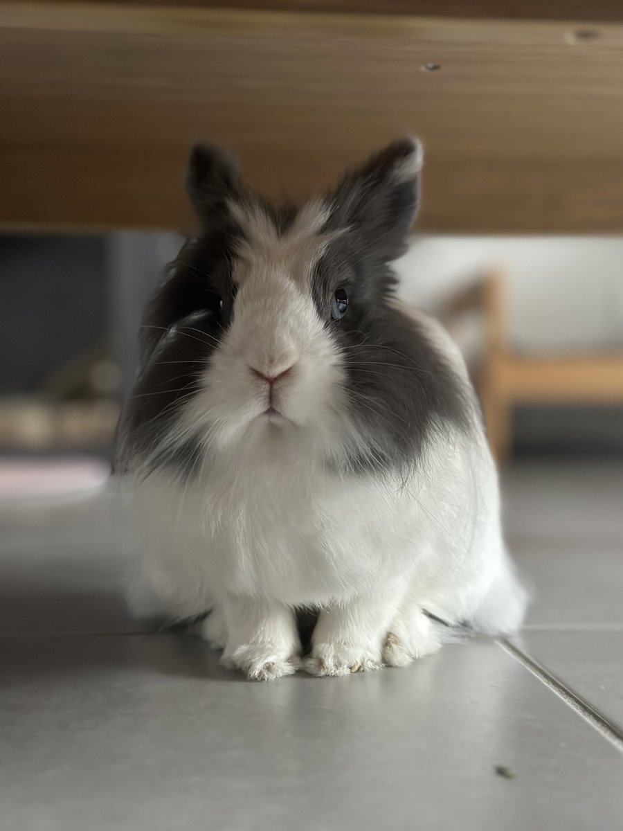 Mattstronaute's tweet photo. @Mynthos Animal nommé Milky https://t.co/c7xPvDvQYh
