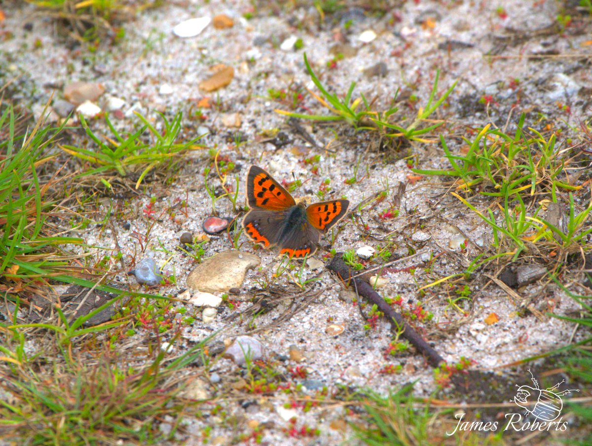 james99roberts's tweet photo. A super duper exciting find on the heath yesterday. On the left we have your run-of-the-mill small copper (Lycaena phlaeas) but on the right I believe to be the extremely rare schmidtii aberration! #butterfly @savebutterflies #nature #suffolk https://t.co/3KeuGRRsqF