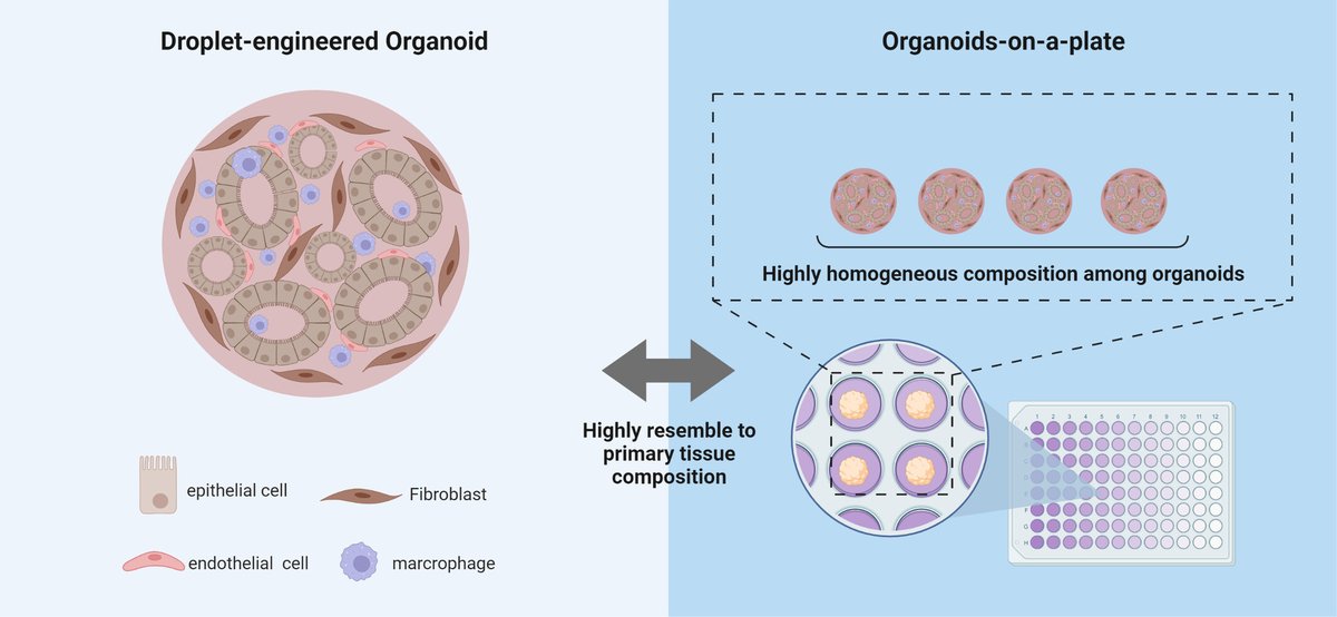 Organoid News (@organoidscience) on Twitter photo ⚗️ Scientists present an improved droplet-engineering 💧 method for growing #organoids from a wide range of tumor types, including lung, colorectal, and esophageal tumors.
🔎 Learn about this method and the resulting organoids in <a href="/IntJCanc/">International Journal of Cancer</a>.
bit.ly/3YY4V7R ⚗️ Scientists present an improved droplet-engineering 💧 method for growing #organoids from a wide range of tumor types, including lung, colorectal, and esophageal tumors.
🔎 Learn about this method and the resulting organoids in <a href="/IntJCanc/">International Journal of Cancer</a>.
bit.ly/3YY4V7R