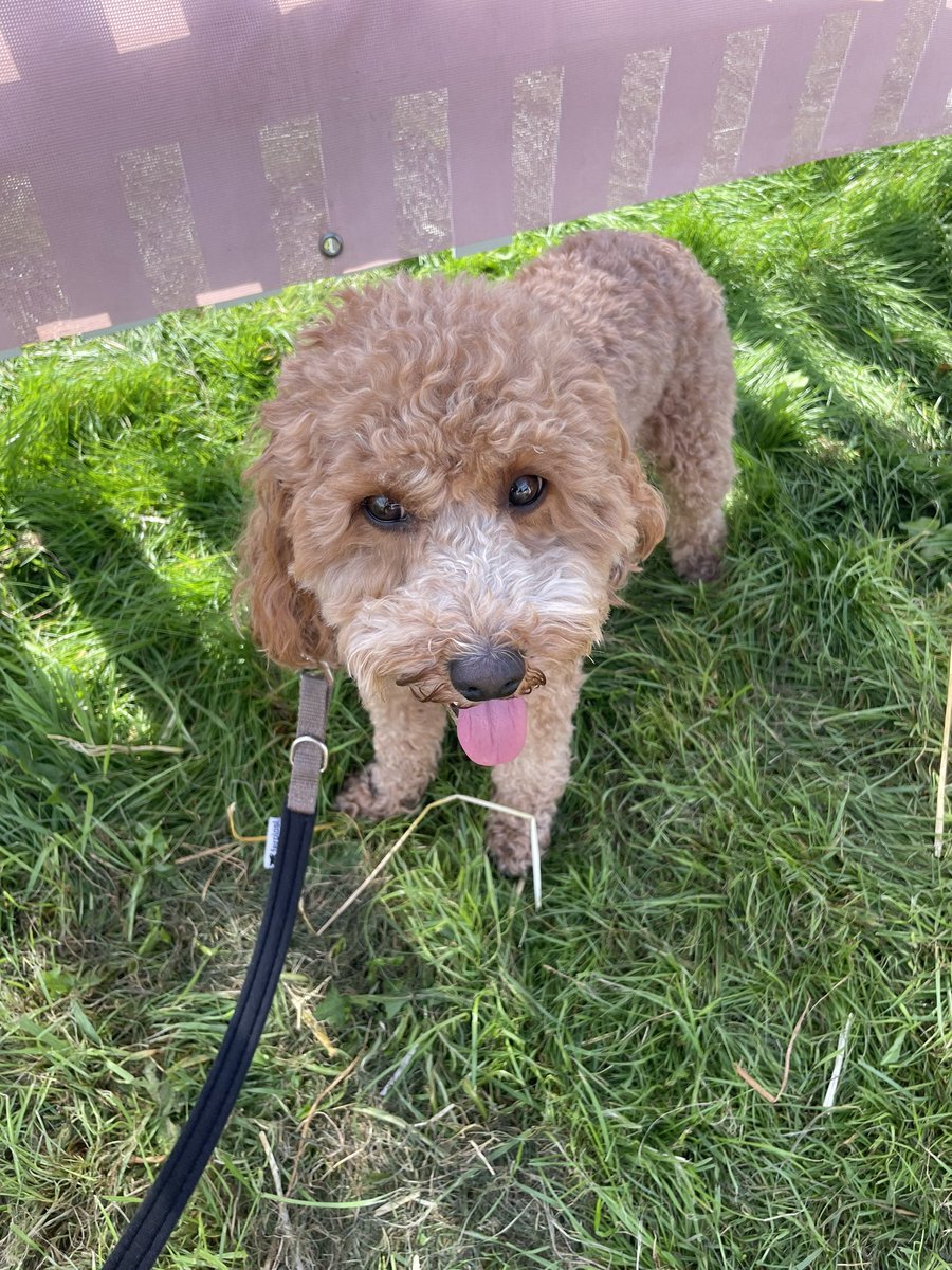 LunaLooPup's tweet photo. We had a lovely day in Dogfest Bristol today and I got lots of treat 😋 https://t.co/KRInzHTZQL