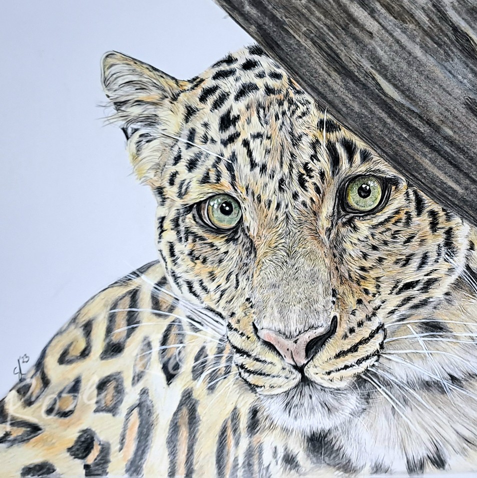 RoseRed_art's tweet photo. NEW DRAWING! A JAGUAR! https://t.co/PViVUUGPkF