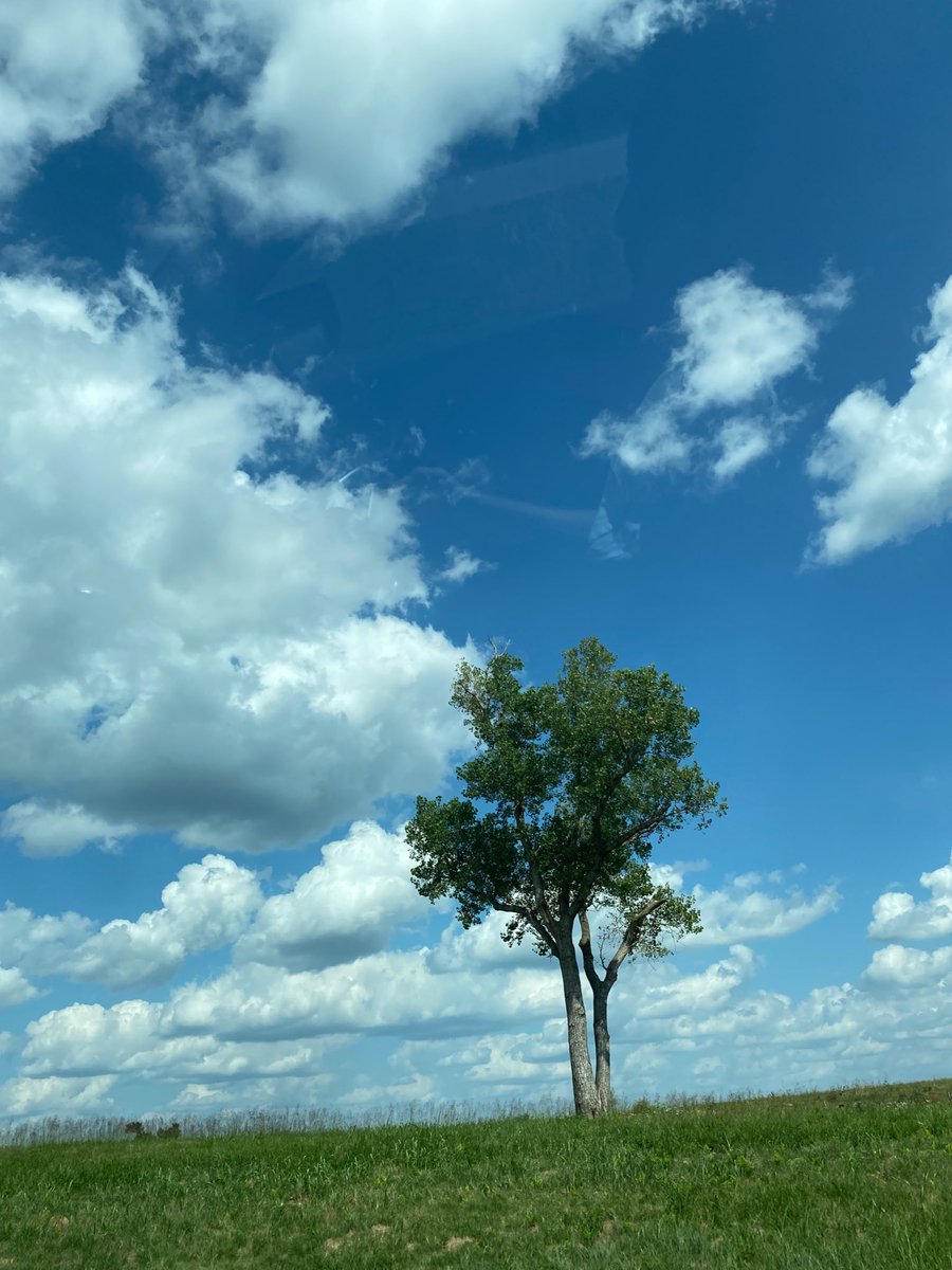 AlBatoolZ's tweet photo. Last week of August: teaching and lots of time around trees. https://t.co/TIEOnlIicf