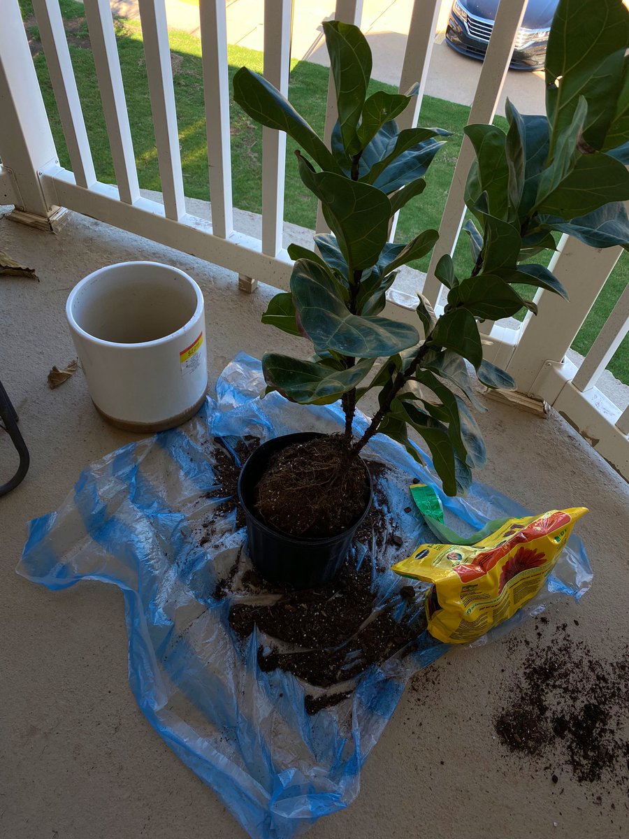 AlBatoolZ's tweet photo. Last week of August: teaching and lots of time around trees. https://t.co/TIEOnlIicf