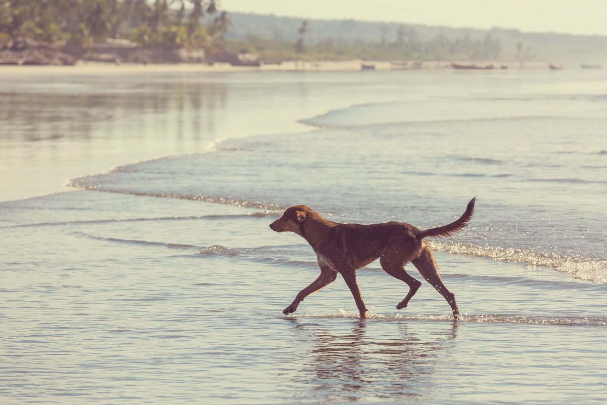 #Beachlife !

#rescuedog #doglove #dogscorner