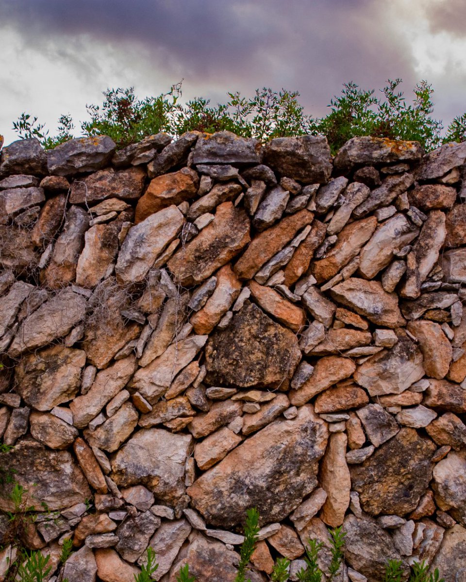 Fundación Bosc de la Marquesa tweet media