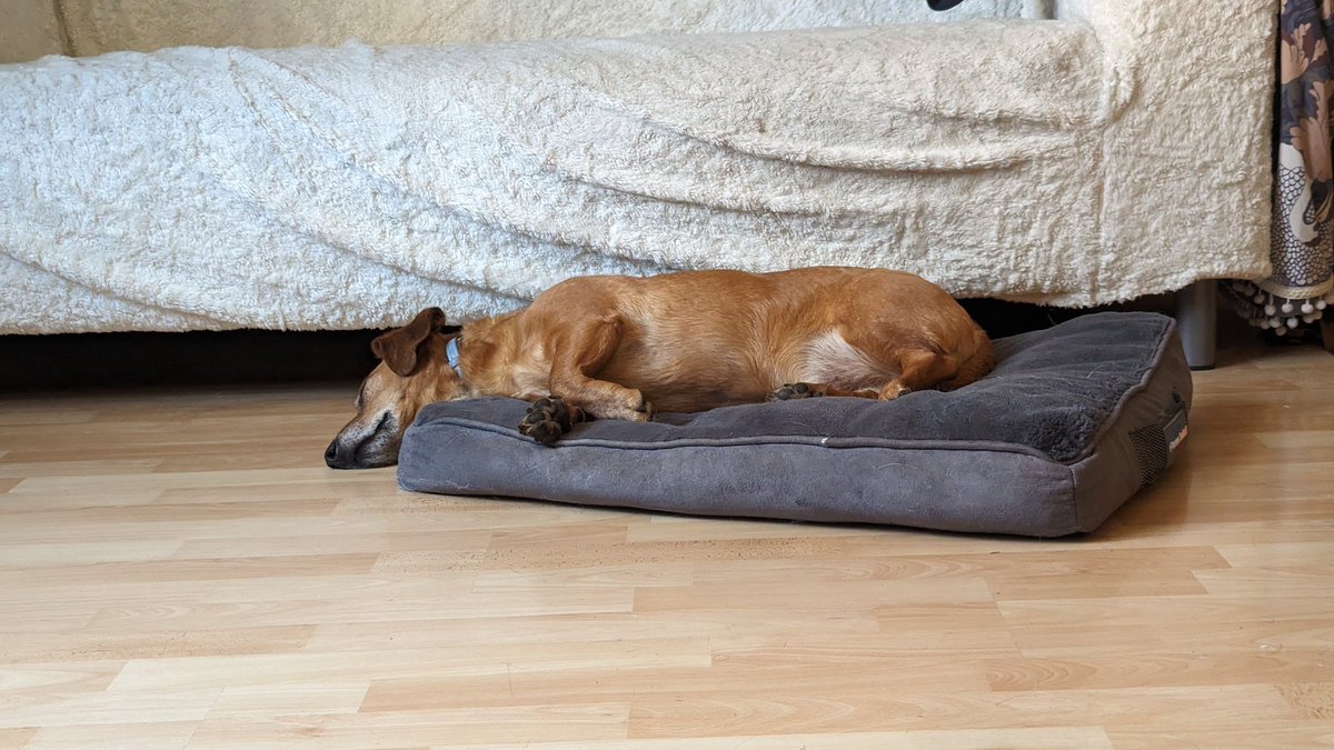 Das Kissen ist einfach nicht groß genug für den armen Hund!