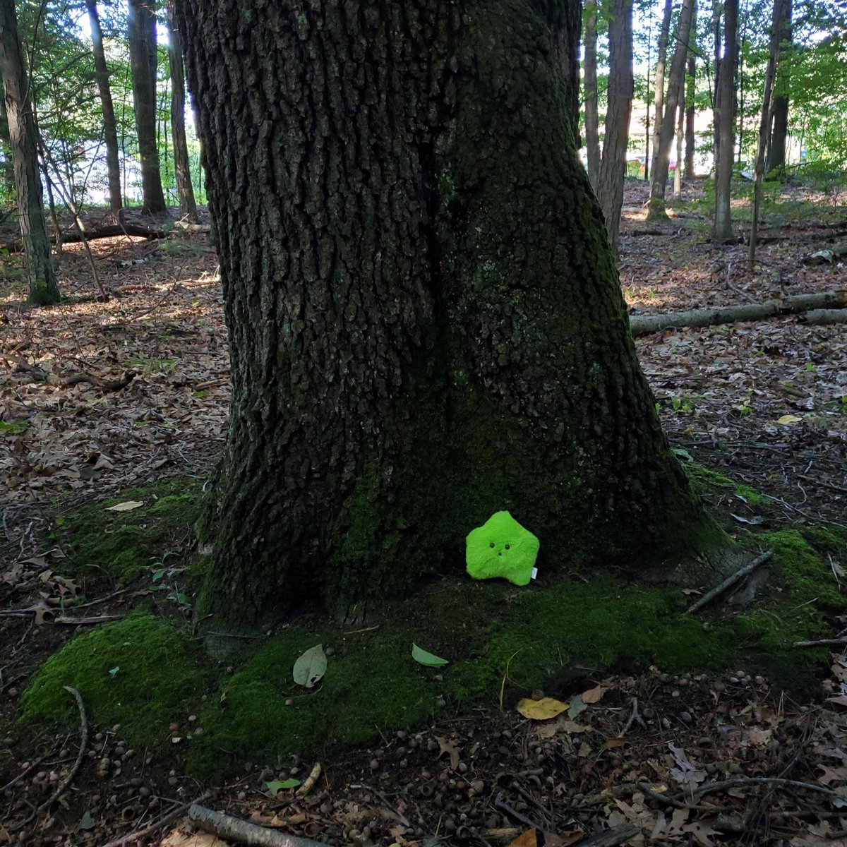 sucklet7's tweet photo. moss moss. moss, moss moss moss. moss. moss ... moss. π.
#sucklet. #mosslet. #itemlabel. https://t.co/5kakBaXkFz