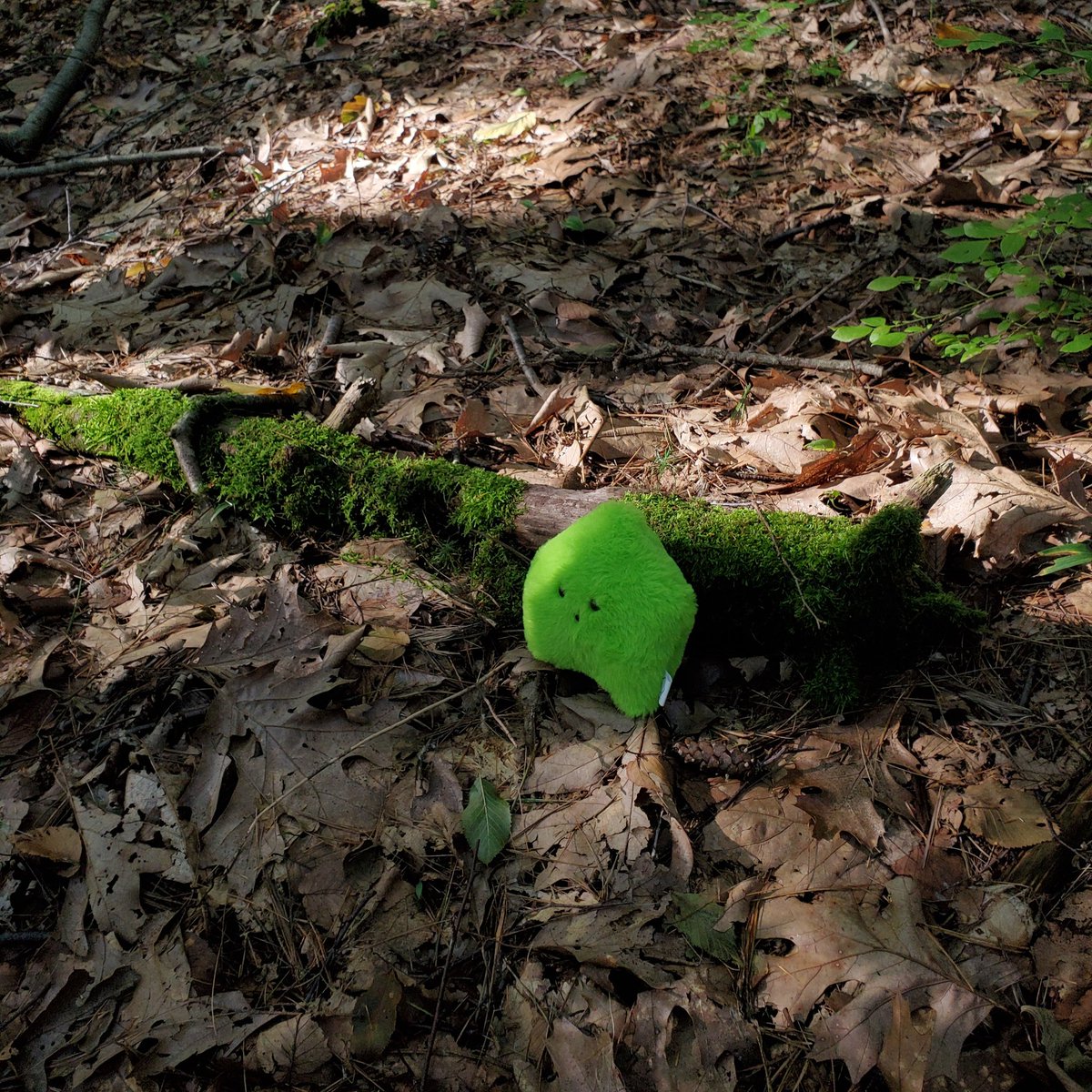 sucklet7's tweet photo. moss moss. moss, moss moss moss. moss. moss ... moss. π.
#sucklet. #mosslet. #itemlabel. https://t.co/5kakBaXkFz