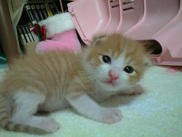 w,whud do yu meen,,, nno more salmi,,??? howe,,, howe culd yuo,,,?,