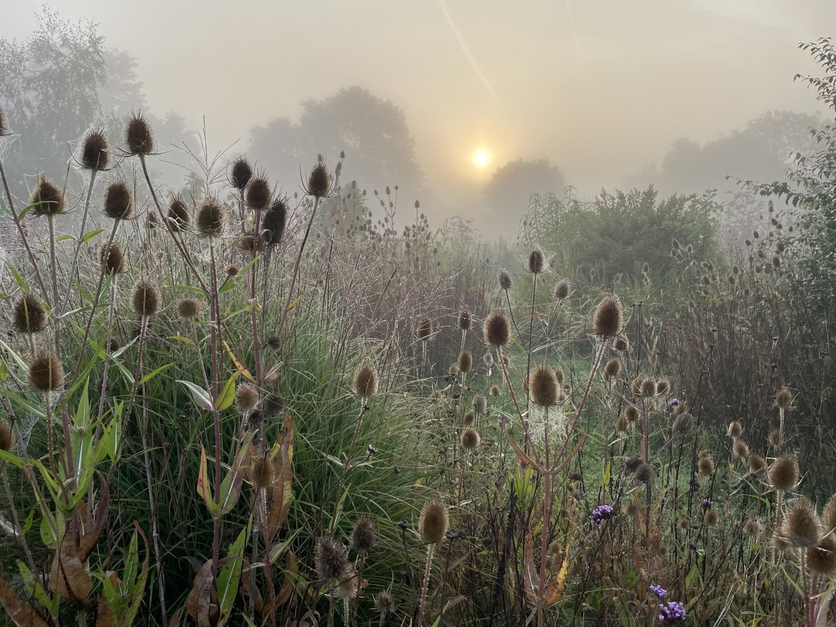 Misty sunrise at #allotment 😍