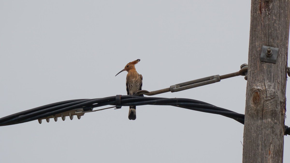 jmpicasprat's tweet photo. Avui #àligamarcenca  #puput #bitxac #picotgarcergros #ocellar #birding #ocells #ocellsdavui #ocellsdecatalunya #casserres #berguedà https://t.co/sQVeeycBlu