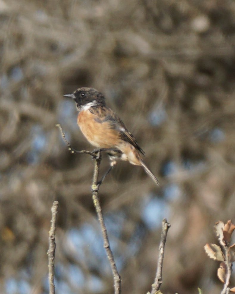 jmpicasprat's tweet photo. Avui #àligamarcenca  #puput #bitxac #picotgarcergros #ocellar #birding #ocells #ocellsdavui #ocellsdecatalunya #casserres #berguedà https://t.co/sQVeeycBlu