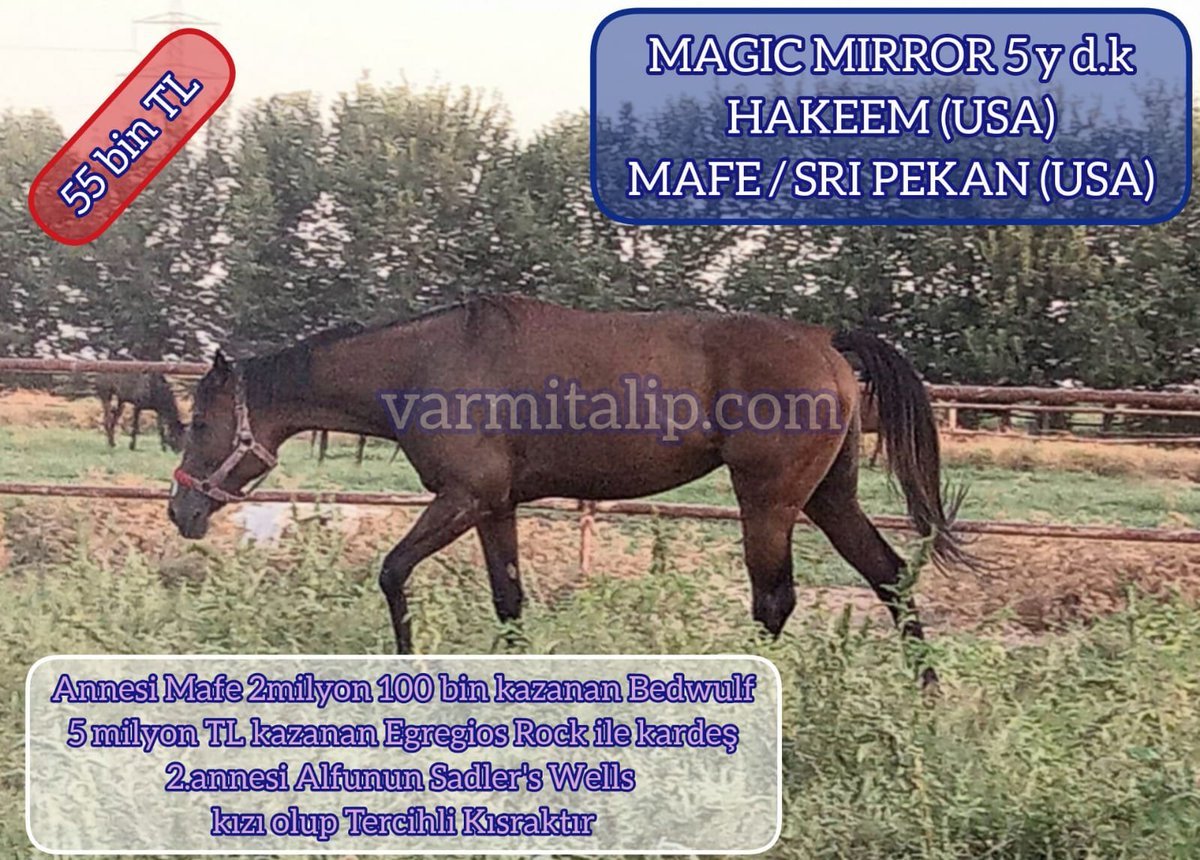 varmitalip.com.tr/index.php?rout… #SatilikTaylar,#SatilikGebeKisraklar,#horse #breeding #farm #farmlife #mareandfoal 
#Thoroughbreds 
#yearling  <a href="/01goko/">Gökhan Ormancı</a> #hAKEEM KIZI DAMIZLIK BOŞ KISRAK harika pedigri #varmitalip sadece 55.000 tl
 📞00544 307 07 58 varmitalip.com.tr <a href="/f_tekinalp/">TEKİNALP HARASI (FIRAT TEKİNALP)</a>