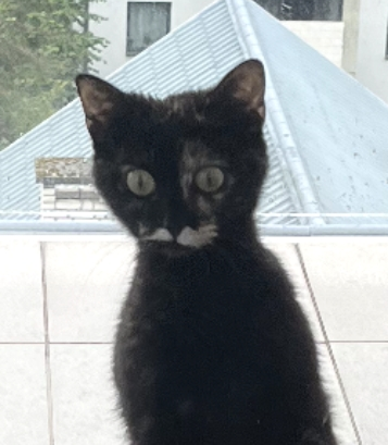 UShukurzade's tweet photo. @drxusito Never forget; the probability of being killed by a cat is low, but never zero.

Give him all your money. And let him go. https://t.co/bDEudm93q4