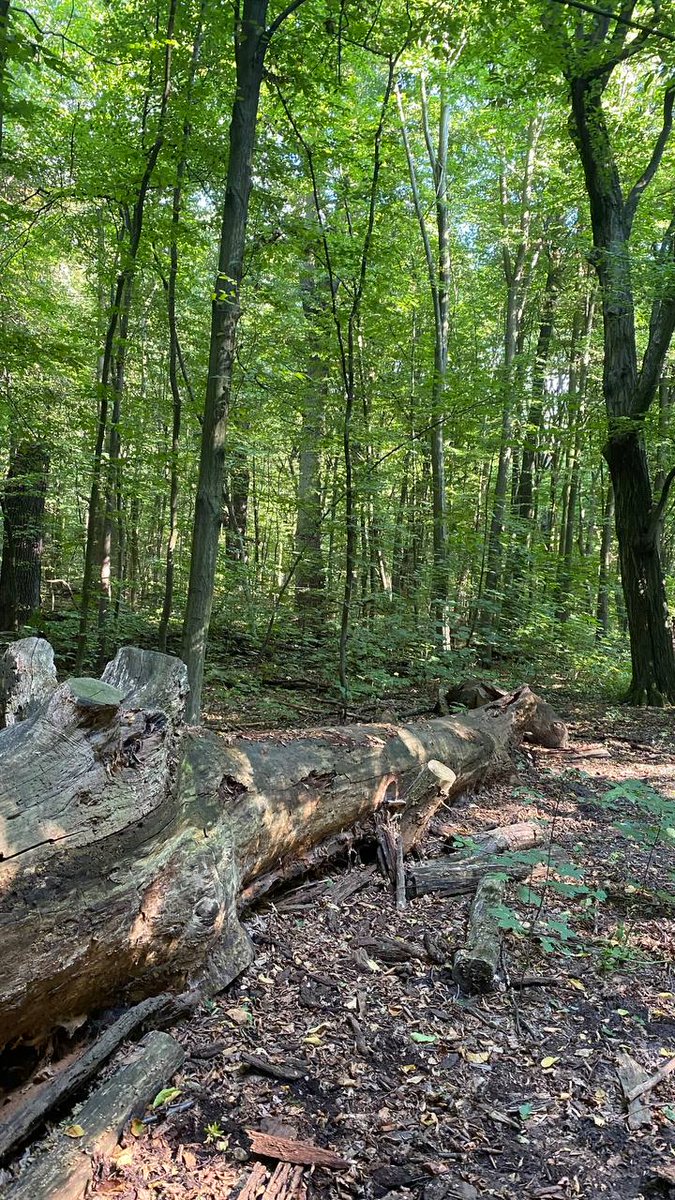 Humpty Dumpty tweet media