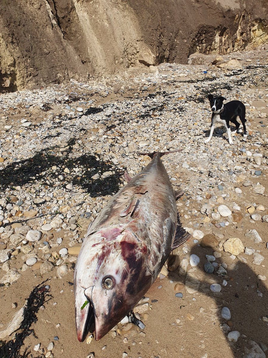 Cool find at Seaham beach today. Will not be having sushi for dinner. #tuna <a href="/mcsuk/">Marine Conservation Society</a> <a href="/DurhamCoast/">🌈 🇺🇦 🌈 HeritageCoastP'ship</a>