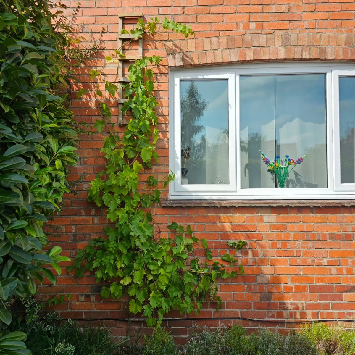 My 4 year old grapevine 🍇