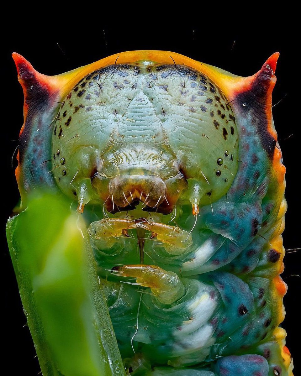 Looper Moth Caterpillar, photo taken by Jamie Hall
#photography #wildlifephotography #naturephotographyday #insects