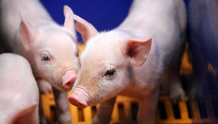 In this months issue of the <a href="/TeagascPig/">TeagascPig</a> Newsletter, learn more about; changes to Nitrates regulations that you need to be aware of, and, the importance of creep feeding. Read the full newsletter here: bit.ly/3sBej55