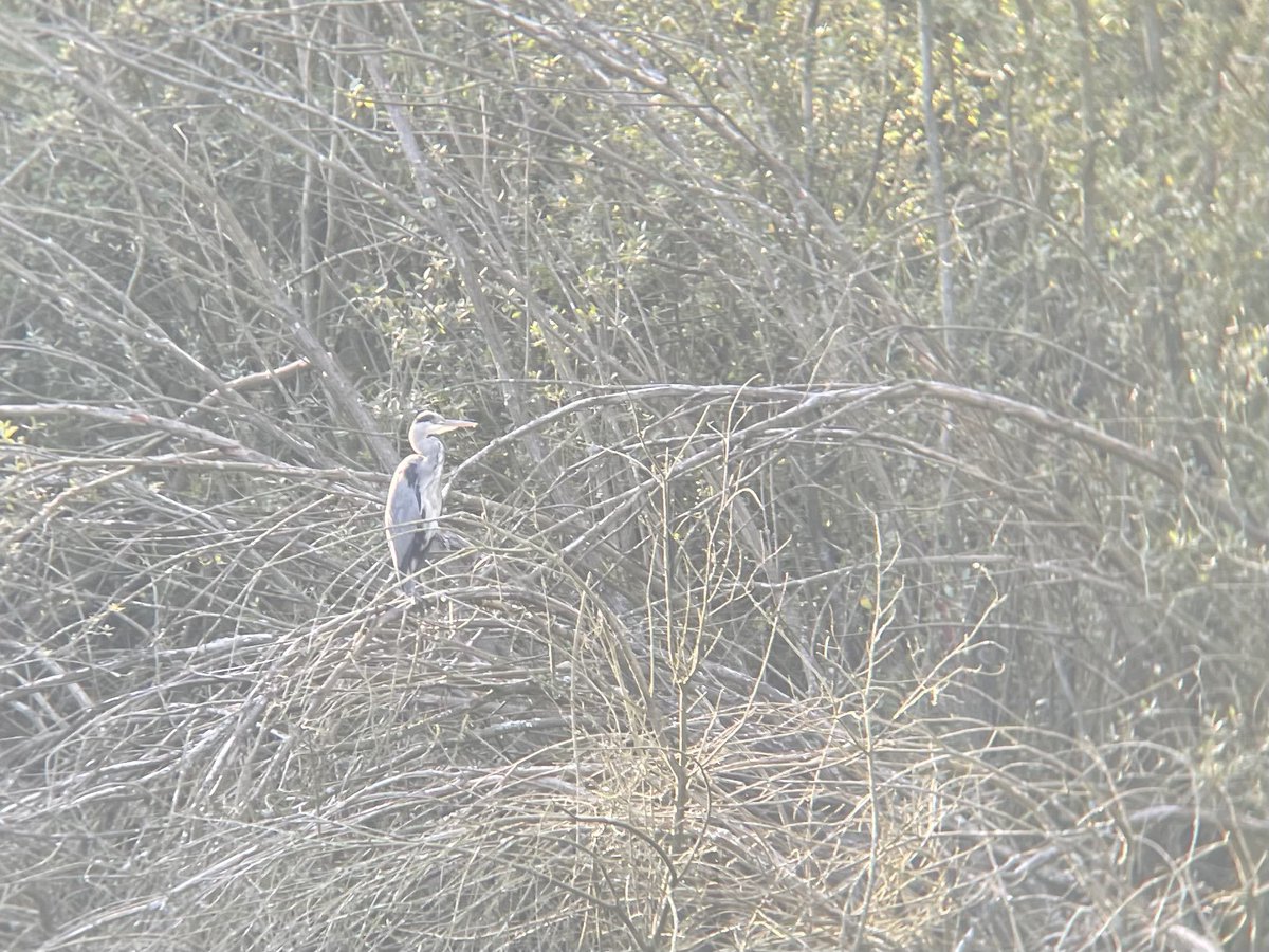 Lap of Royd Moor 17sp inc. Buzzard2, Kestrel, Lapwing16,LBBGull12,Tufted Duck4, Little Grebe3, Grey Heron #birds #wildlife #nature <a href="/Hudds_BWC/">Hudds BWC</a> <a href="/Barnsleybsg/">Barnsley Birders</a> <a href="/Natures_Voice/">RSPB</a>