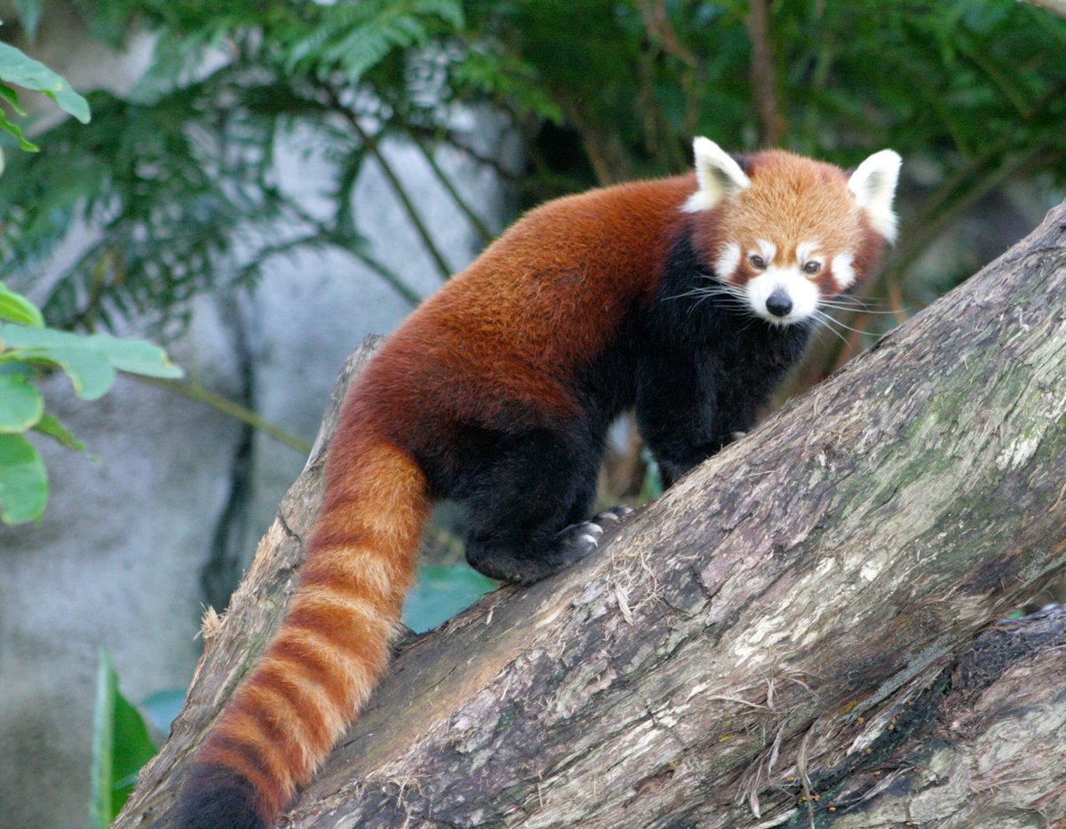 RedPandaEveryHr's tweet photo. https://t.co/s7KuJ2UMG4