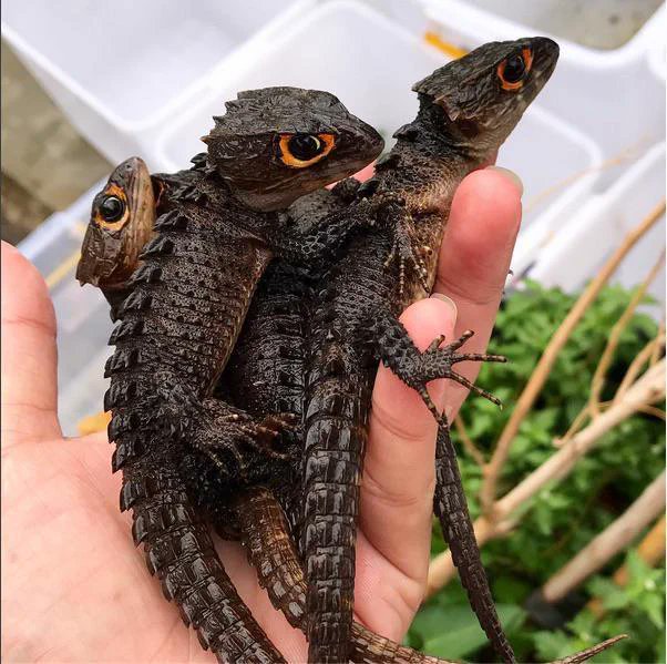 Tribolonotus gracilis, commonly known as the red-eyed crocodile skink is endemic to New Guinea, where it lives in a tropical rainforest habitat. It was first described by Nelly de Rooij in 1909