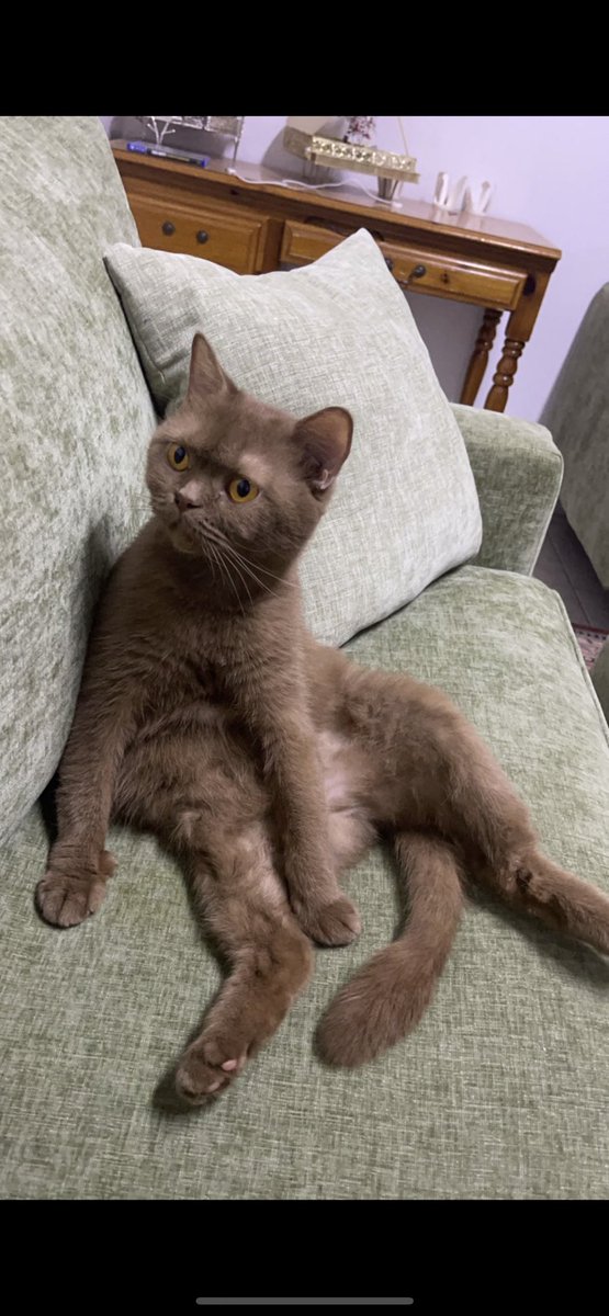 Cat people 🐈 tweet media