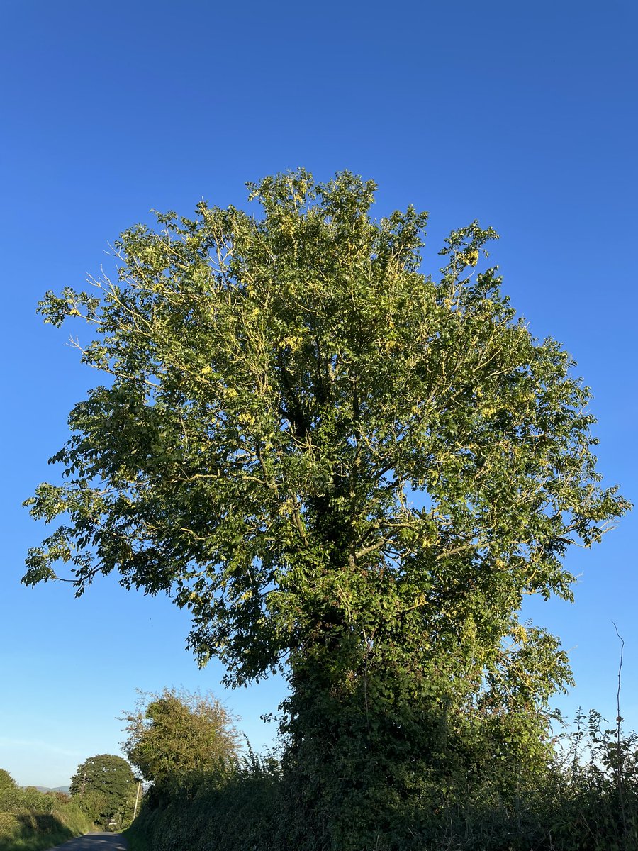Pat FitzGerald tweet media