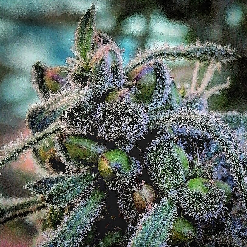 Freakshow f10 Mutant Cannabis
#shapeshiftergenetics
<a href="/TerpyzGenetics/">TERPYZ MUTANT GENETICS</a>