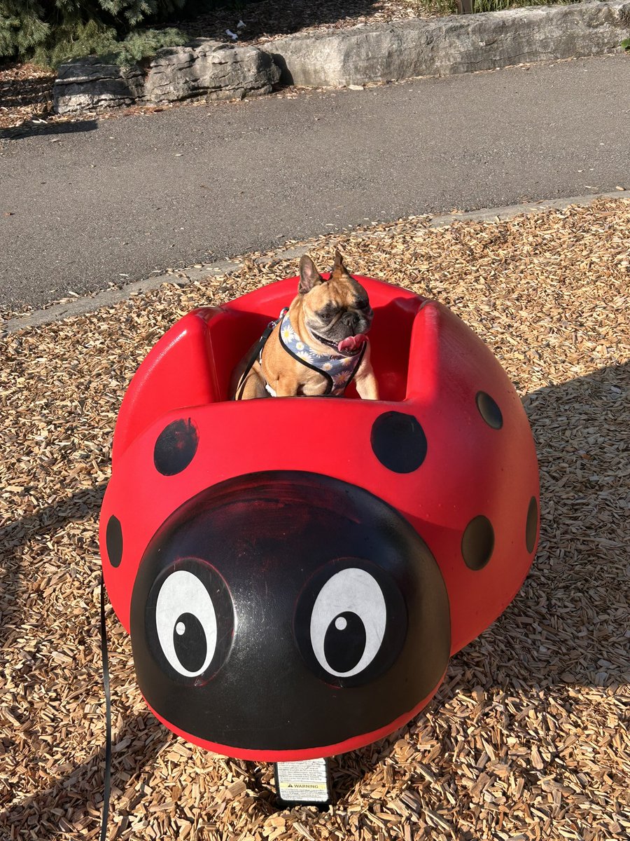 marcuswdrover's tweet photo. 🐞🐞 https://t.co/afJGjpzFPL