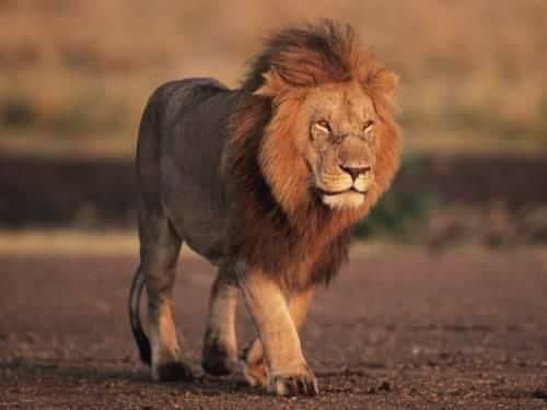 RaANo0o's tweet photo. 75% من محاولات الأسد للصيد 
تفشل !
ذلك لم يمنعه من تكرار المحاولة 
ليس بسبب الجوع ولكن لإيمانه 
بقانون " الجهود المهدورة " 
الذي تعمل به الطبيعه كلها
وحده الإنسان من يرفض هذا القانون 
ويرى نفسه فاشلاً بمجرد إخفاقه في 
بضع محاولات !
والحق أن الفشل الوحيد هو التوقف 
عن المحاولة https://t.co/79o4yKL9SO