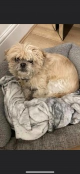 millypod1's tweet photo. TAZ HOME SAFE. THANKS FOR RT's😊🐕🐾
🆘31 AUG 2023 #Lost TAZ
ELDERLY Tan And White Shih Tzu Male
Gower Walk #Felling #Gateshead Tyne And Wear #NE8 LOCAL HELP NEEDED. https://t.co/VQnR6cgn7R https://t.co/F3GfIi7ZK5