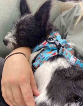 millypod1's tweet photo. π1 SEPT 2023 #Lost GIZMO #ScanMe
YOUNG Black & White Jack Russell Cross Male
Garden #Yewdale #Skelmersdale #Lancashire #WN8
https://t.co/StrR4747vv https://t.co/I4m24w4jDc