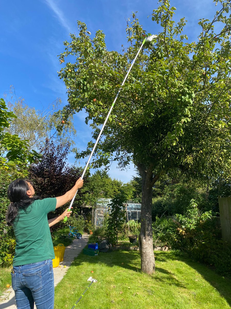 Hot harvest today in Dinas Powys - several crates from 4 trees! We're saving some for our tasting session at St Fagans Food Festival next Sunday and for juicing at <a href="/globalgardenscf/">Poppy</a>  on 30th September - come and say hi!
