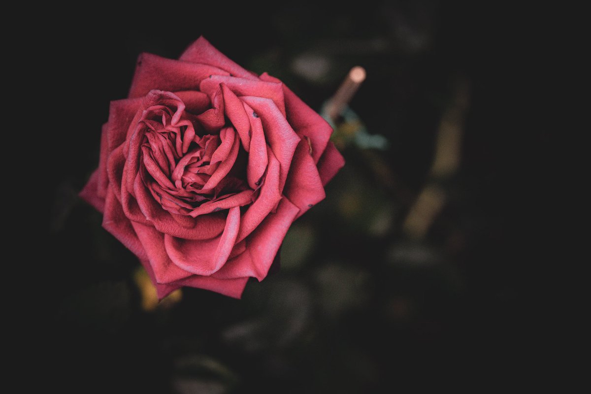 ๐ฐ๐ป๐ผ๐ฐ. tweet media