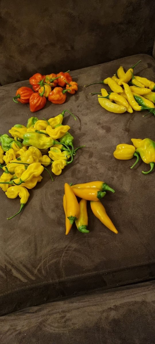 frankv1971's tweet image. En dan heb je gewoon een 2l maatbeker vol met pepers en er hangen nog minstens 100 pepers aan de struiken 🙈.

#pepers #tekoop