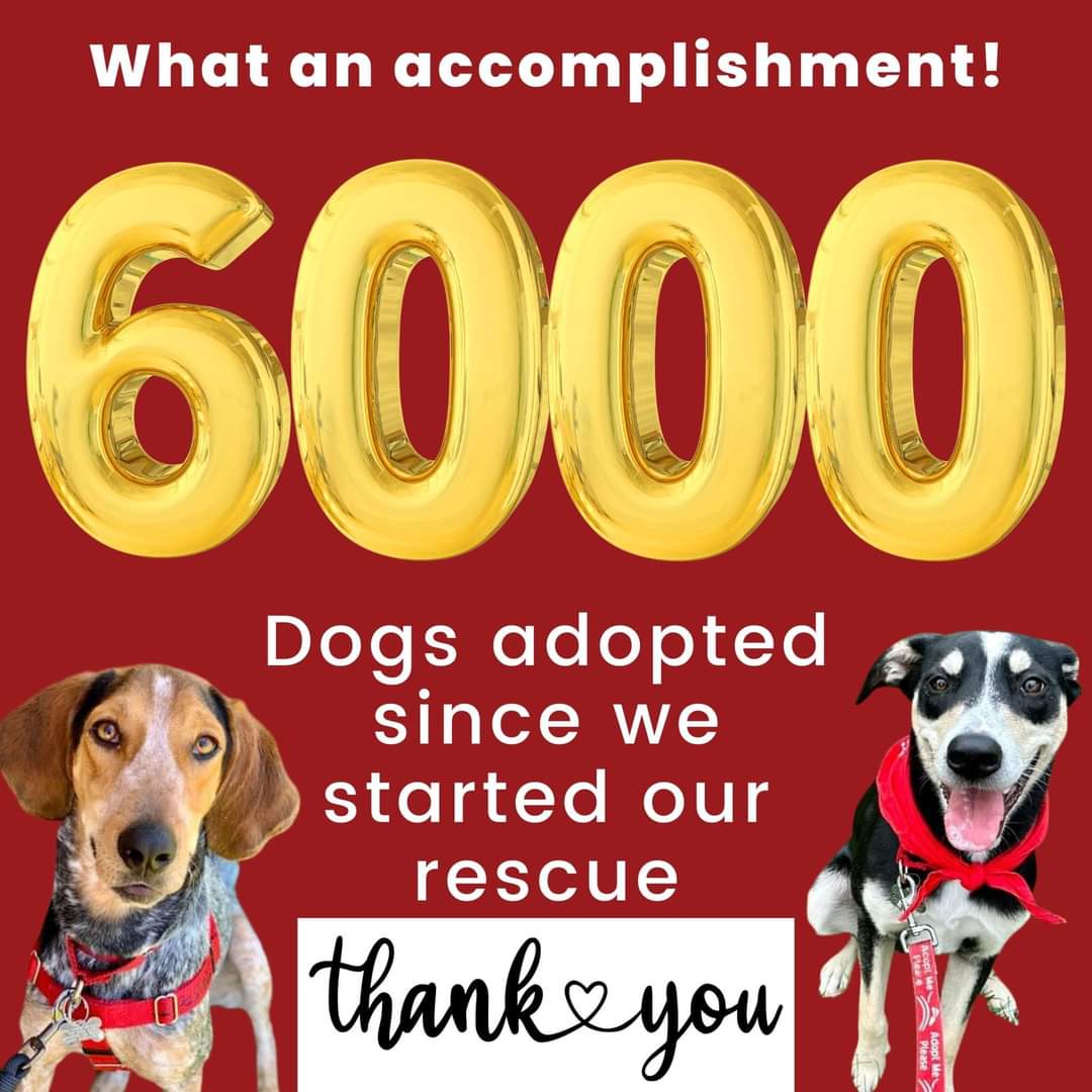 It's a day for the record books - today we are celebrating 6,000 adoptions since Dog Star's inception in 2014! Thank you all for opening your hearts and homes to a DSR dog! We wouldn’t be able to continue to save the lives of these pups without your support.