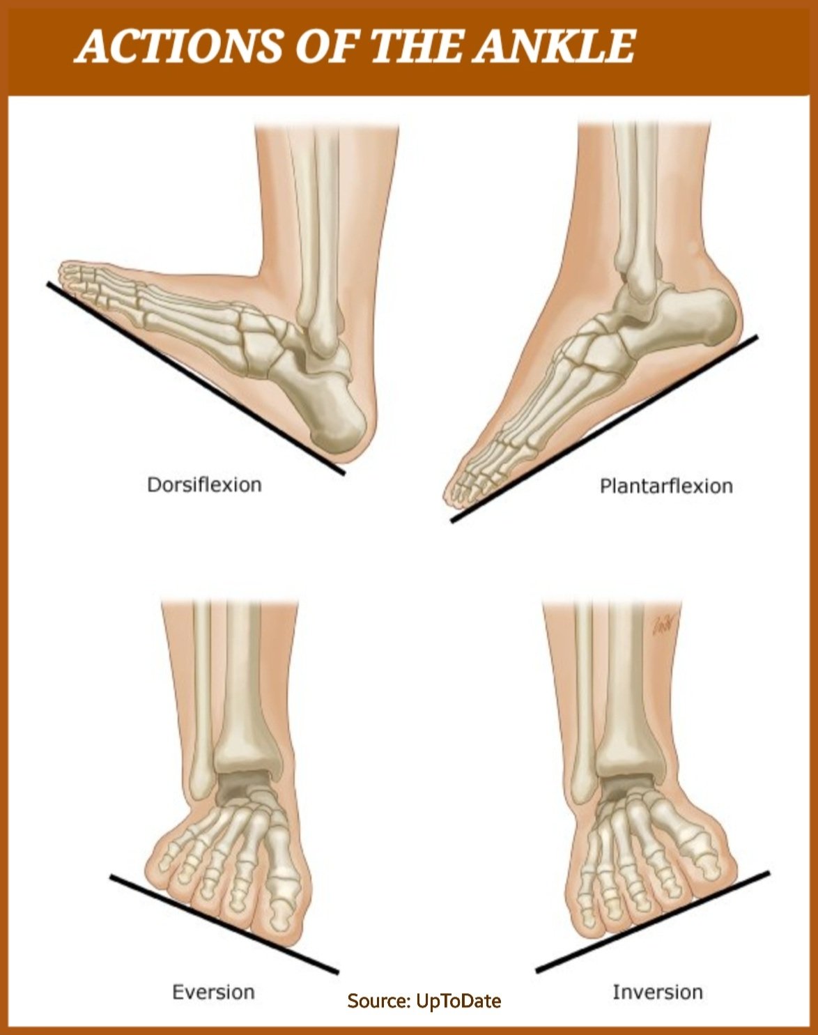 Dr. OMID BANDARCHI on X: The fundamental actions & movements of the ANKLE  are: □ Dorsiflexion □ Plantarflexion □ Eversion □ Inversion It is NOT  precise synonyms,but in order to remember quickly 