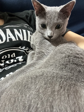nekojiru_maigo's tweet photo. 🔍捜索中
ロシアンブルー︎︎女の子

名前：ティソ
性別：♀
月齢：約10ヶ月
いなくなった日：🗓2023年9月3日(日)
詳細：https://t.co/f6wzMeYrNF

#迷い猫 #迷子 #東京都 #江戸川区 #拡散希望 https://t.co/1qJmFytUSZ